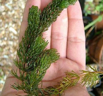 Hornwort Online now