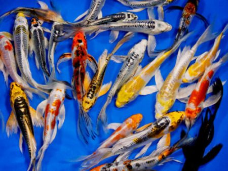 Sri Lankan Butterfly Koi Supply