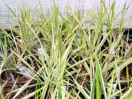 Manna Grass Variegated on Sale