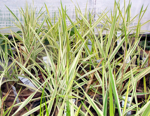 Manna Grass Variegated on Sale