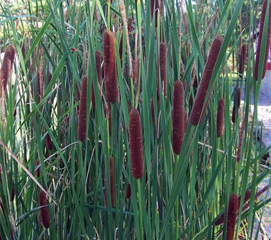 Cattails Online Sale