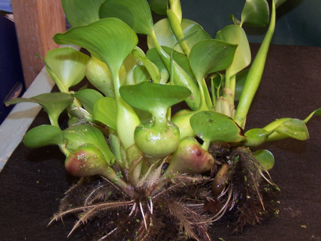 Water Hyacinth (STRAWBERRY OR DWARF) For Cheap