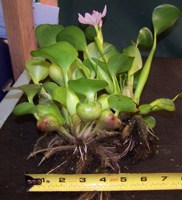 Water Hyacinth (STRAWBERRY OR DWARF) For Cheap