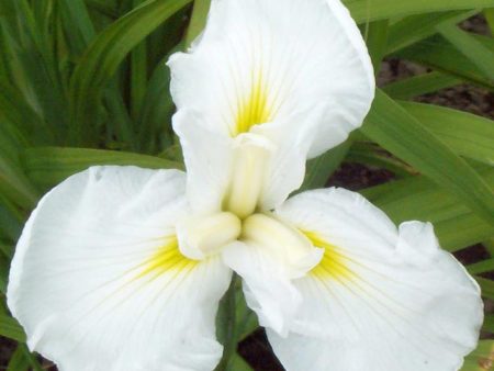 Iris  Mt. Fuji  Sale