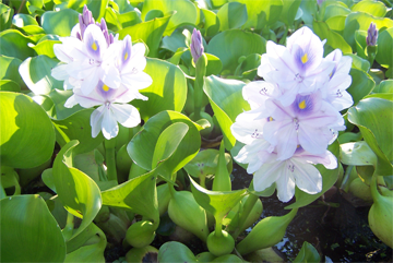 Water Hyacinth (STRAWBERRY OR DWARF) For Cheap