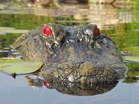 Floating Alligator Decoy For Cheap