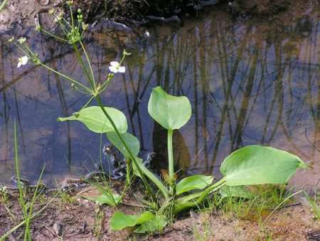 Water Plantain Sale