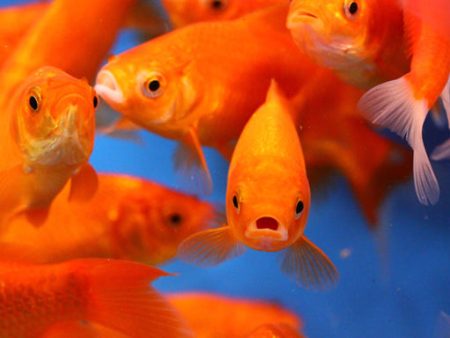 Orange or White Comet Goldfish Hot on Sale