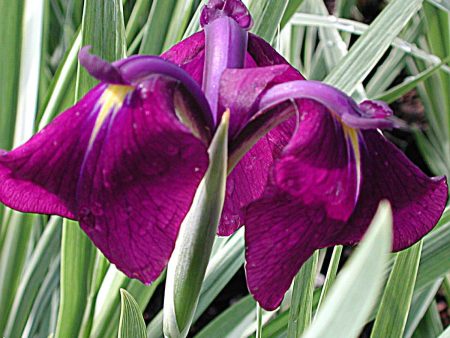 Iris  Variegata  Online Sale