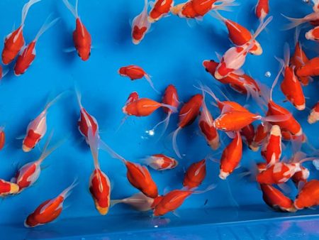 Japanese Tamasaba Goldfish Hot on Sale