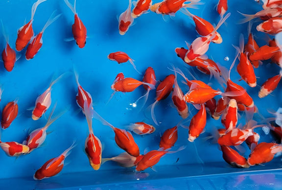 Japanese Tamasaba Goldfish Hot on Sale