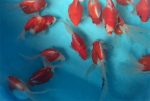 Japanese Tamasaba Goldfish Hot on Sale