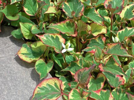 Chameleon Plant Online Hot Sale