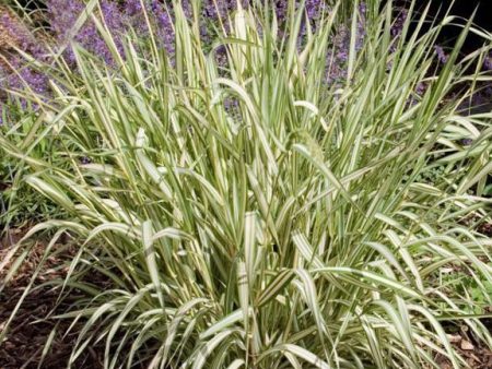 Ribbon Grass Online