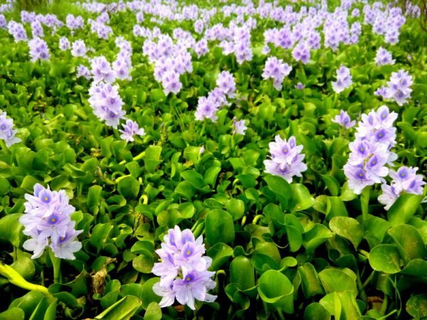 Water Hyacinth (STRAWBERRY OR DWARF) For Cheap