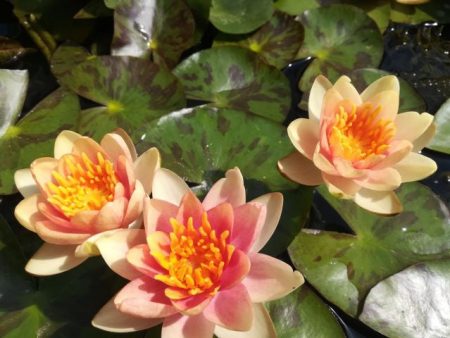 Dwarf and Miniature Hardy Water Lilies on Sale