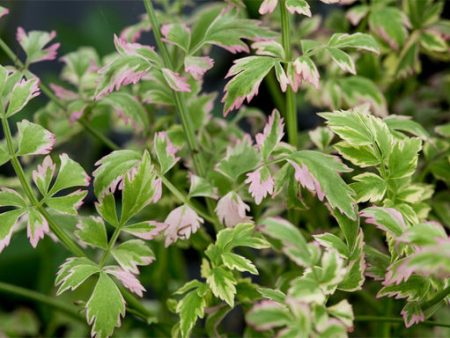 Water Celery  Flamingo  Sale