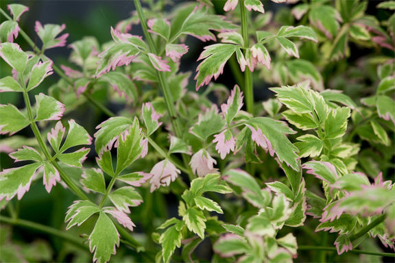 Water Celery  Flamingo  Sale