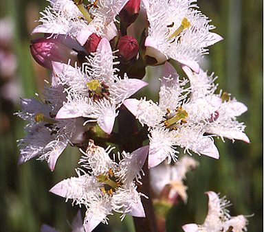 Bog Bean Discount