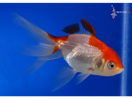 Sarasa (Red & White) Fantail Goldfish Fashion