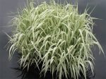 Manna Grass Variegated on Sale