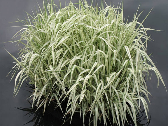 Manna Grass Variegated on Sale