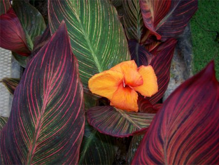 Canna (African Sunset) For Sale